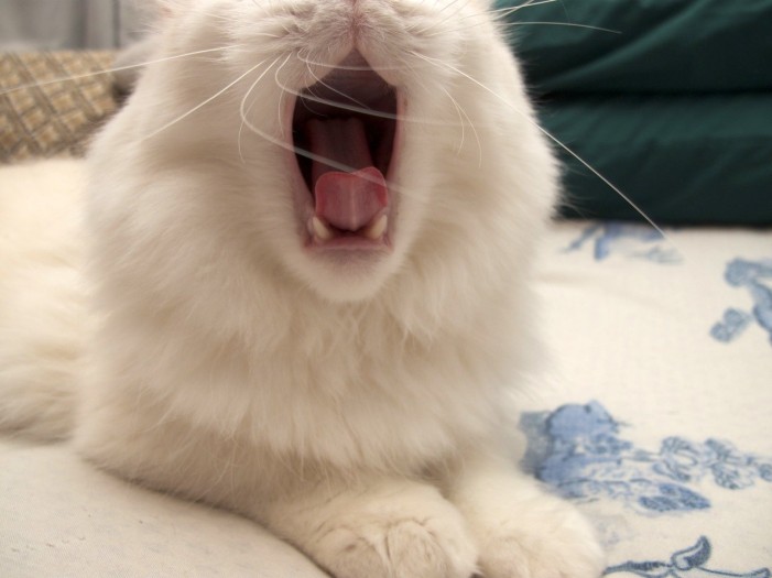 Katzen