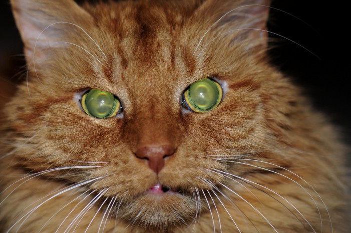 Katzen