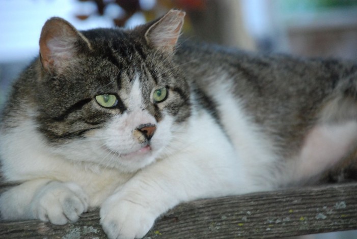 Katzen