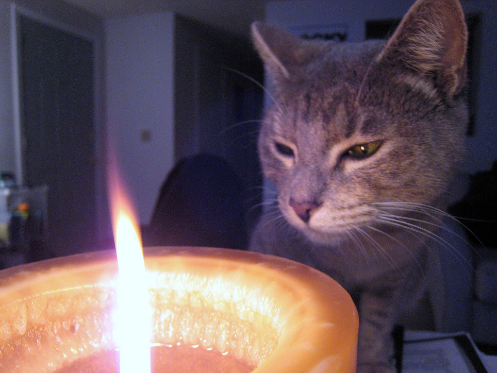 Futtermittelallergie: Wenn das Futter Hund und Katze krank macht