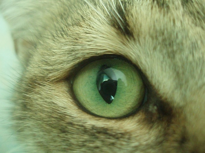 Altersdemenz bei Katzen: Gibt es so etwas?