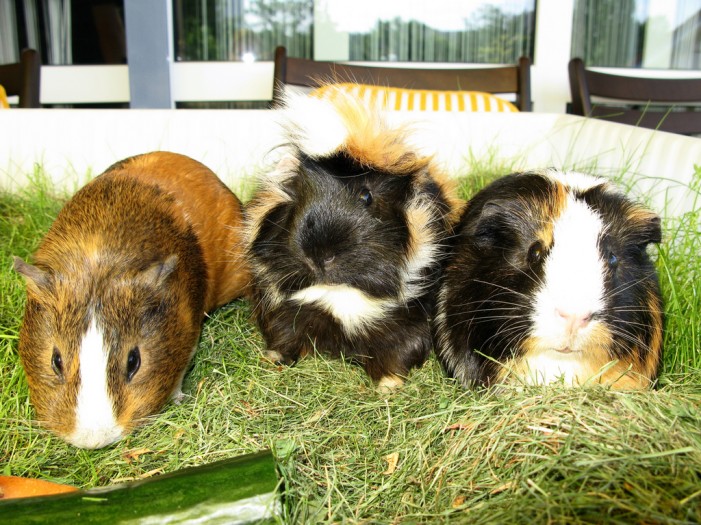 Lebenswichtiges Vitamin: Meerschweinchen richtig füttern
