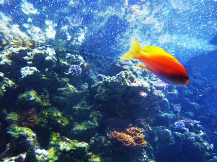 Aquarium