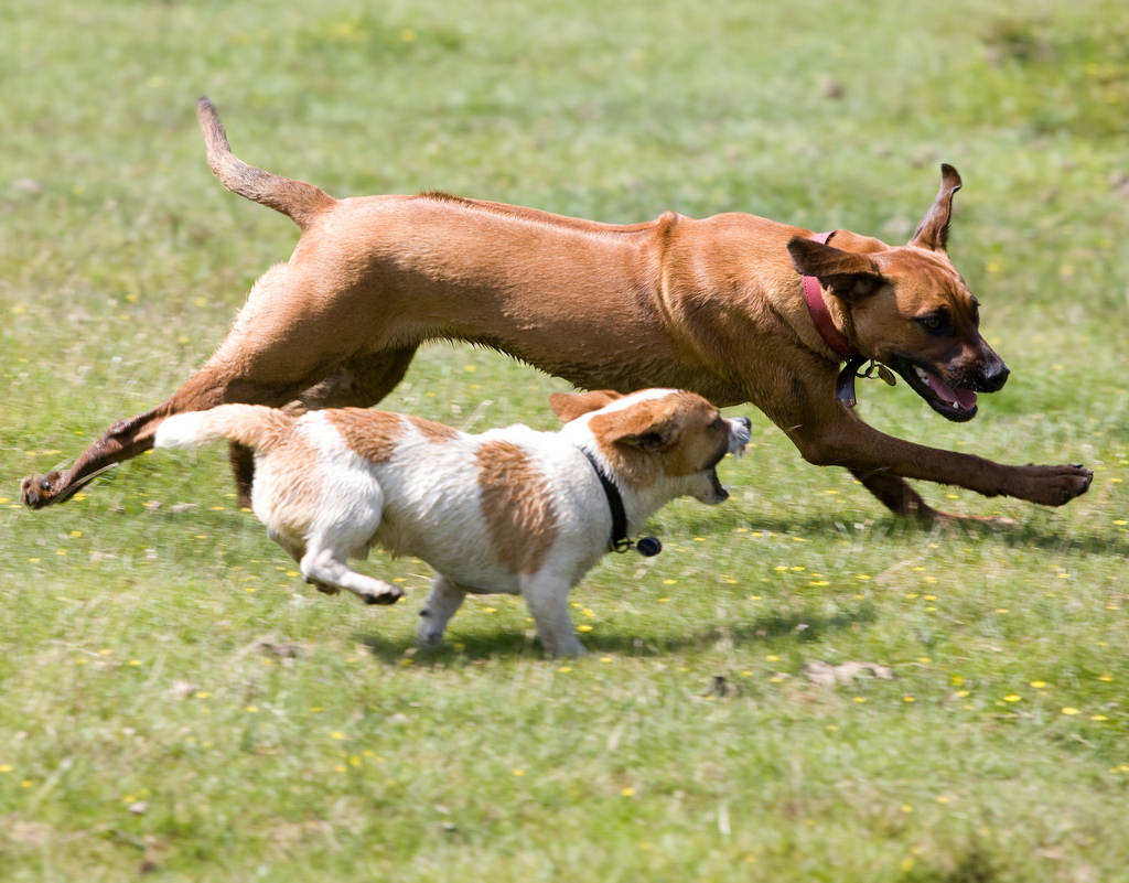 Affenhitze erträglich machen: So bleiben Hund, Katze und Co bei Hitze cool
