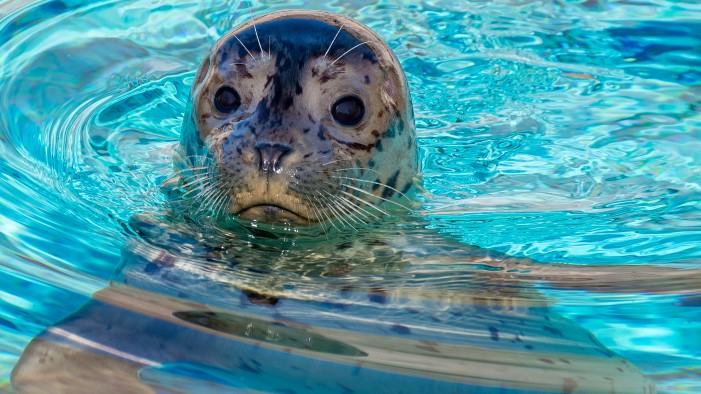 Überraschung im Zoo am Meer: Es ist ein Mädchen!