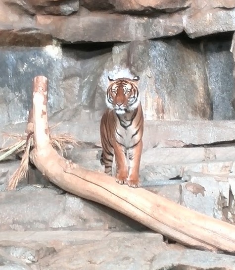 Wärmstens zu empfehlen: Tierpark Berlin