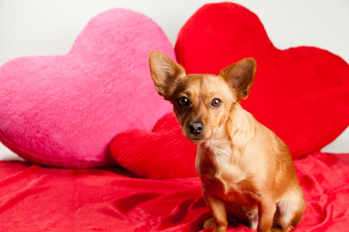 Hunde