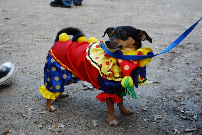 Hunde