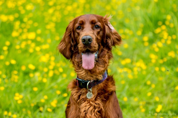 Heuschnupfen beim Hund: Was tun?