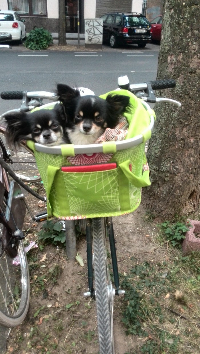 Hund im Korb: Fahrradsaison beginnt