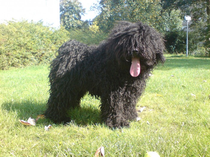 Ein Traum von Locken: Der Puli