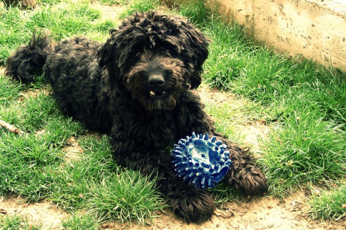 Barbet: Wasserhund mit Traumfrisur