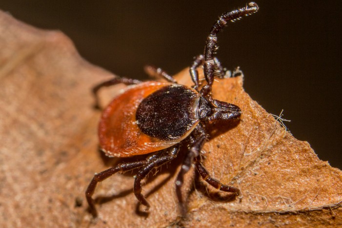 Deutschlands gefährlichstes Tier: Ixodes ricinus