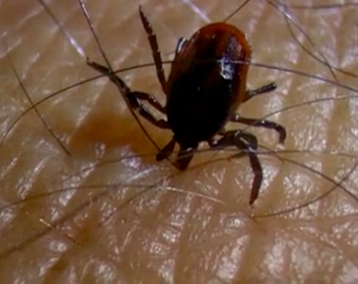 Borreliose: Ist mein Hund in Gefahr?