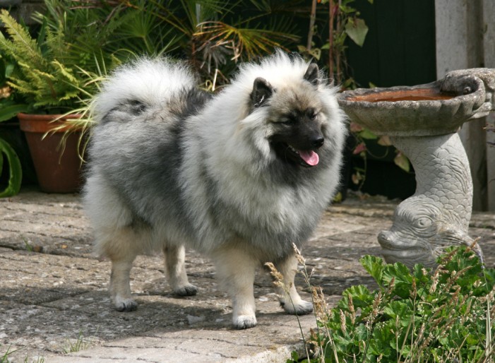 Wolfsspitz: Ein Wolf für’s Wohnzimmer