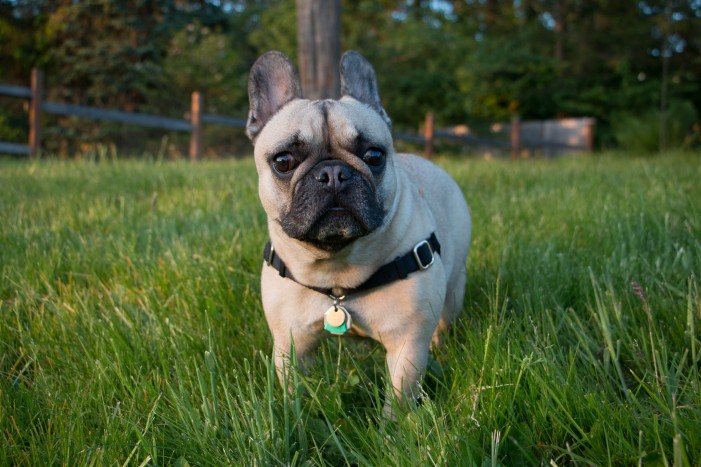 Französische Bulldogge: Im Schnarchen eine Eins