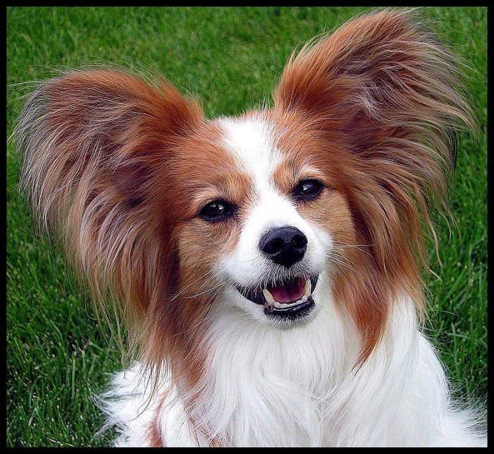 Gestatten? Ich bin ein Papillon