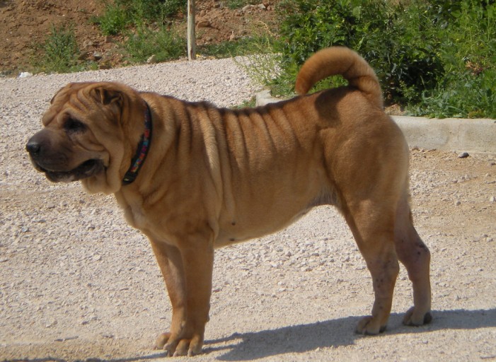 Shar-Pei: Falten sind sein Markenzeichen