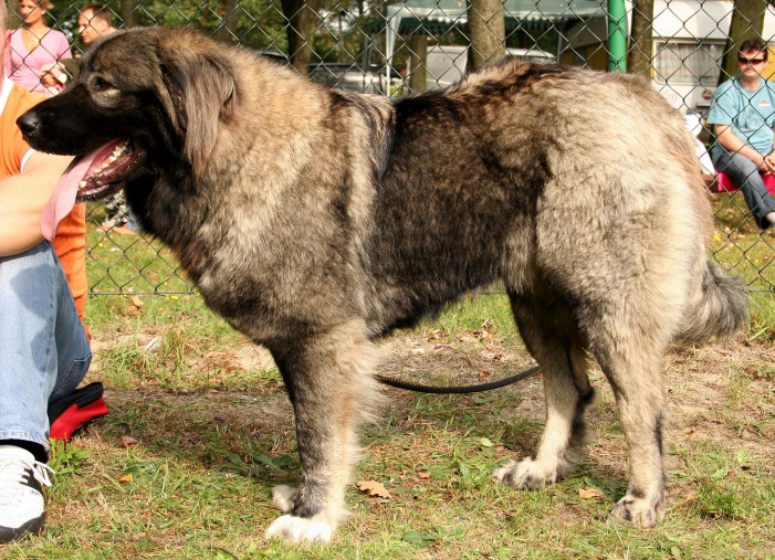 Schäferhund fällt Frau an: Bisswunden und blaue Flecken