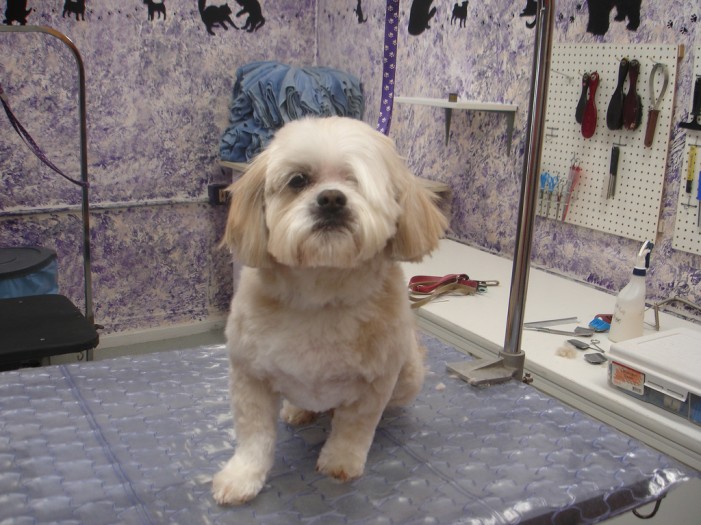 Lhasa-Apso: Botschafter des Friedens und Glücks