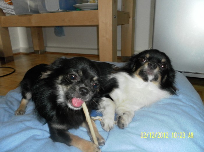 Hilfe: Ich vermenschliche meinen Hund