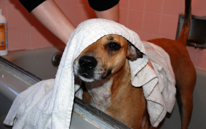 Hautpflege für den Hund? Überflüssig oder wichtig?