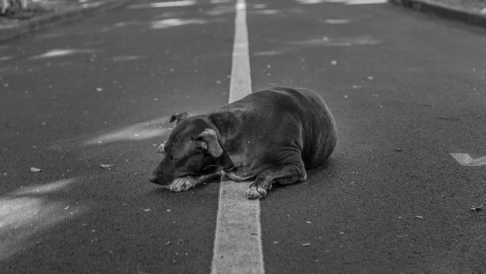 Hund stellt sich tot: Neuer Anhaltertrick?