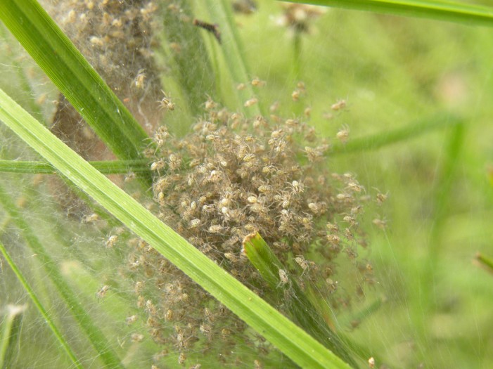 Juckreiz nach Stöbern im Gras? Schuld sind Spinnentiere