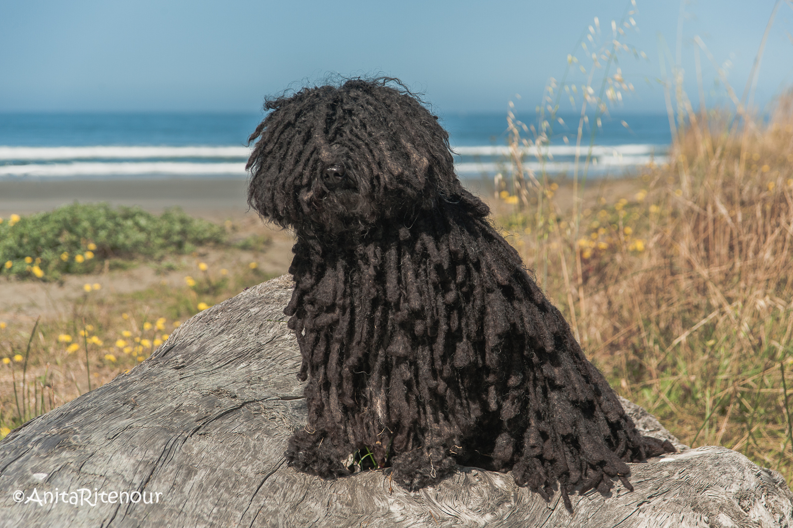 Der Collie: Intelligenter Hütehund und Familienhund