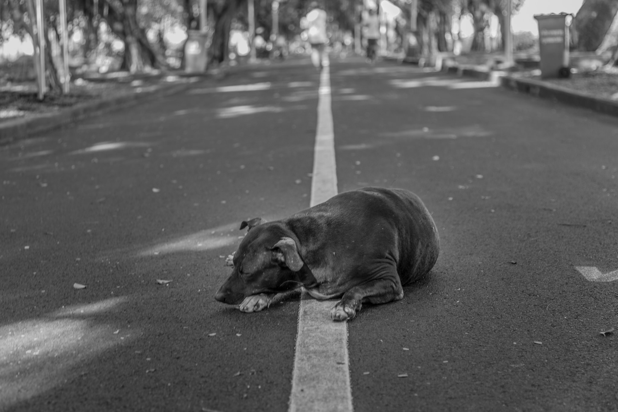 Dobermann: Eleganter und sportlicher Arbeitshund