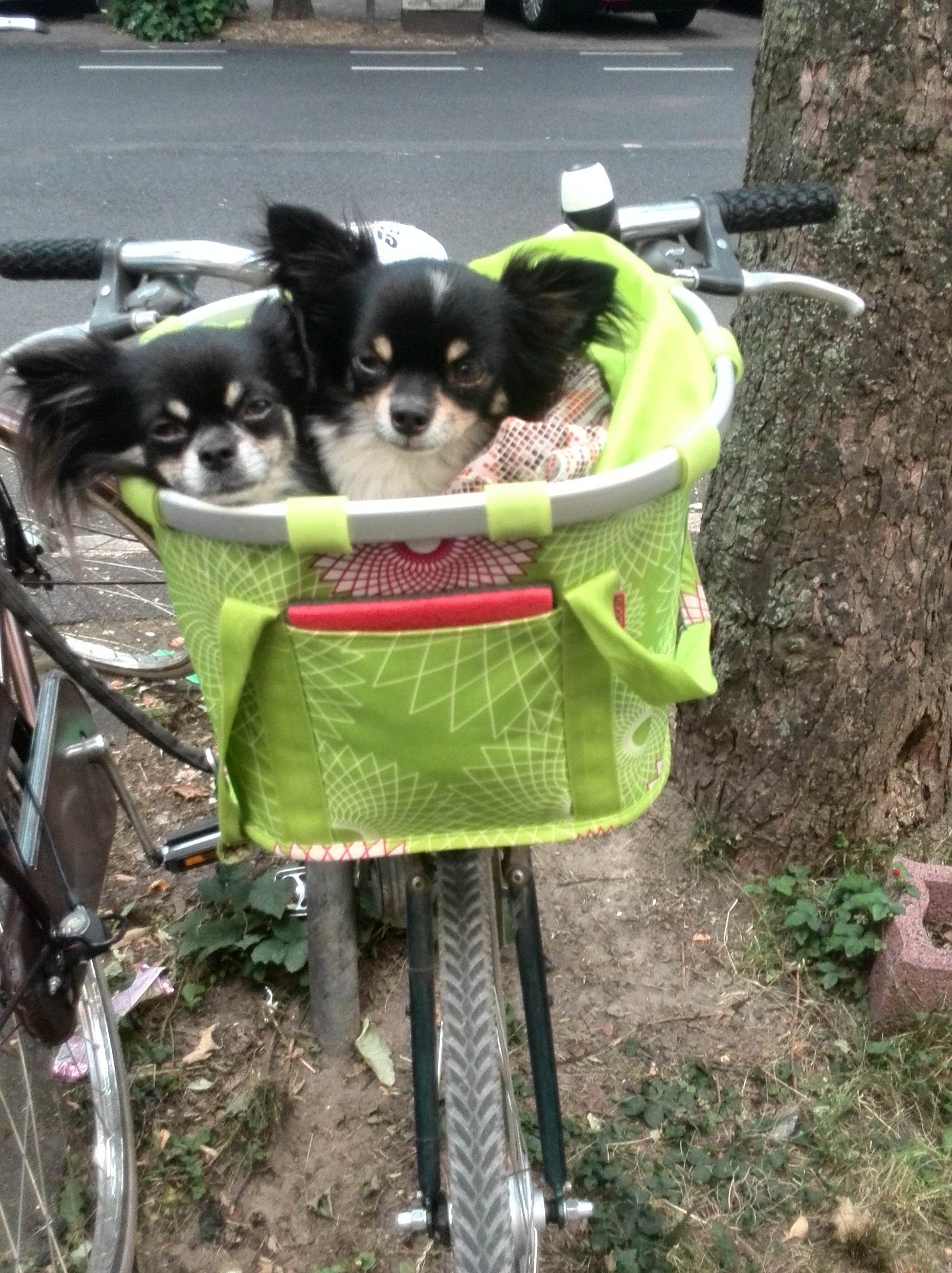 Mehr als nur Futterneid: Hunde sind eifersüchtig!