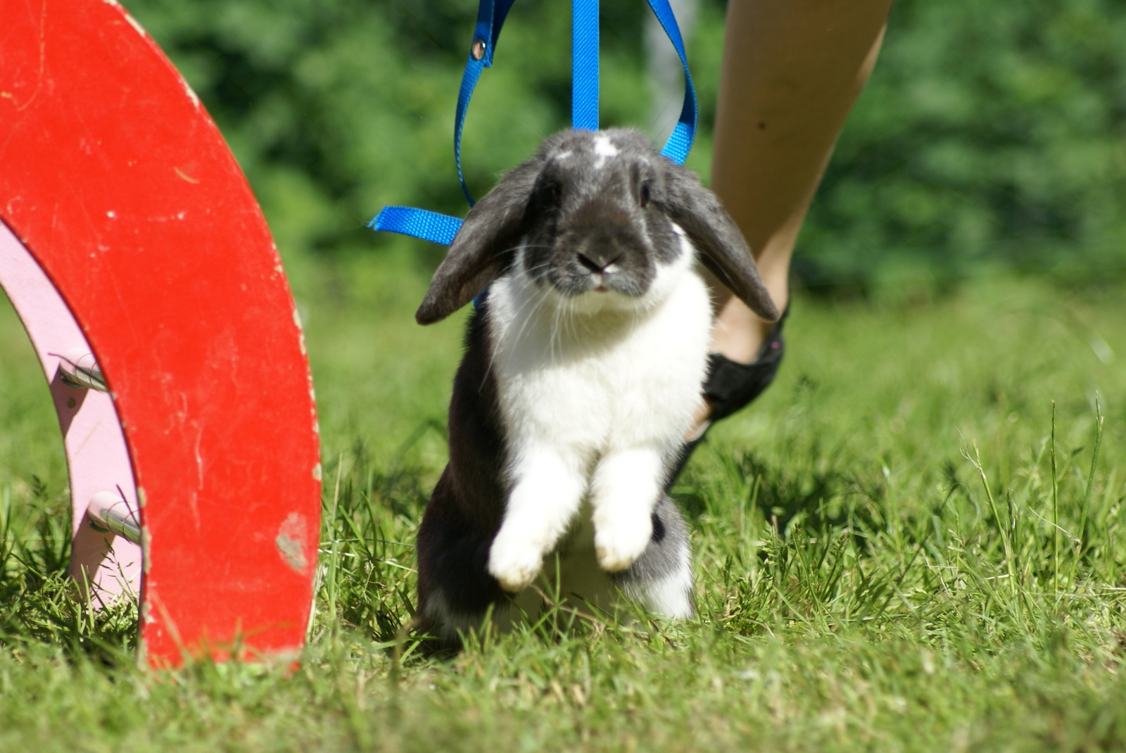 Showtime für Bobtails: Perfekter Auftritt vor internationalen Juroren