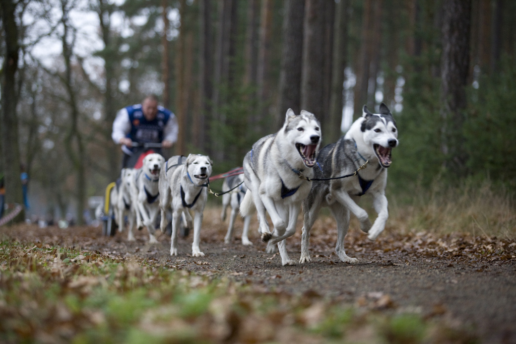 Illegale Hundekämpfe im Nachbarland?