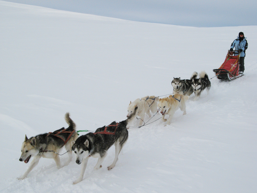 Wenn Medikamente töten: Collies und Co besonders gefährdet