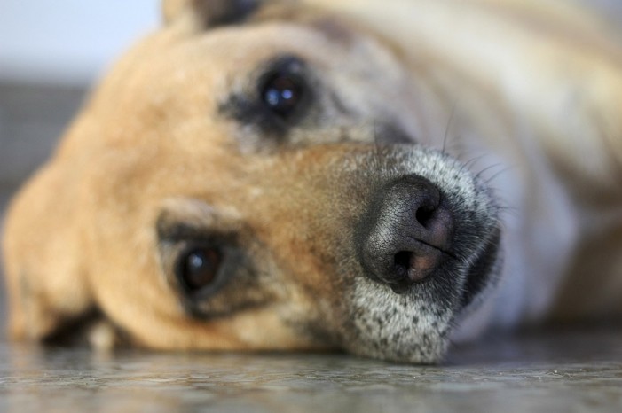 Hunde im Alter: Wenn der Hund in die Jahre kommt