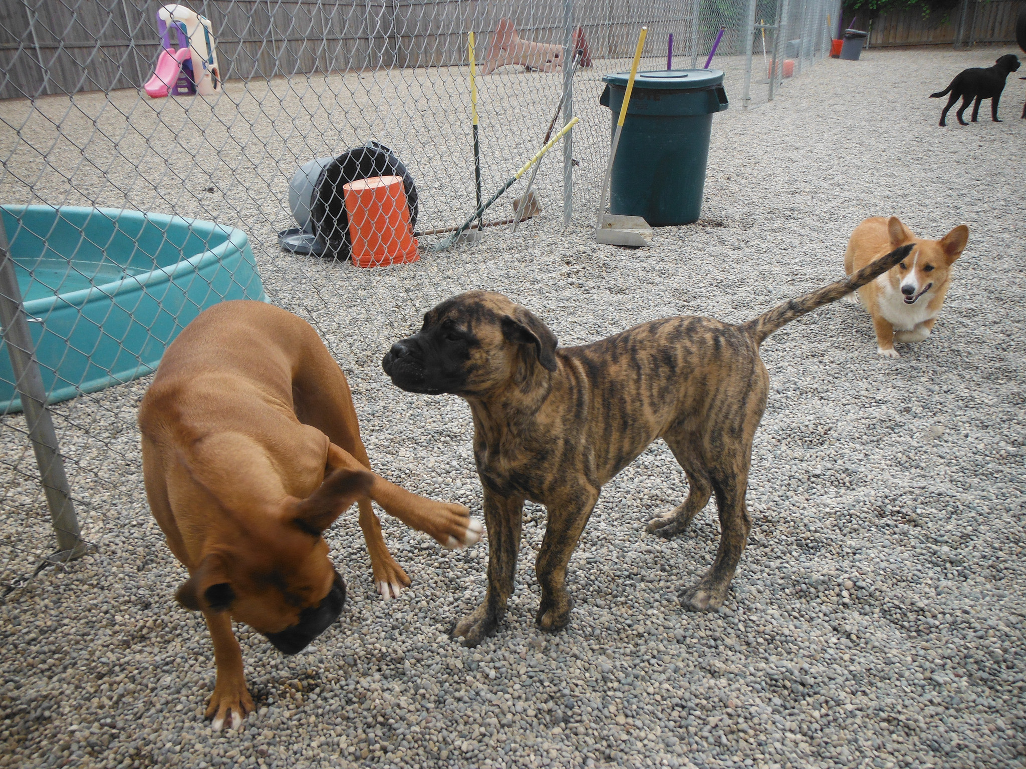 Afghanischer Windhund: Jagdhund mit Showtalent