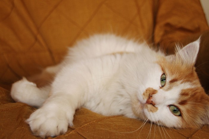 Katzenhaar adé: Hier sind die besten Tipps
