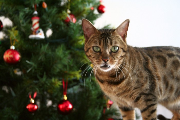 Not-OP: 8 Meter Lametta in Katze gefunden