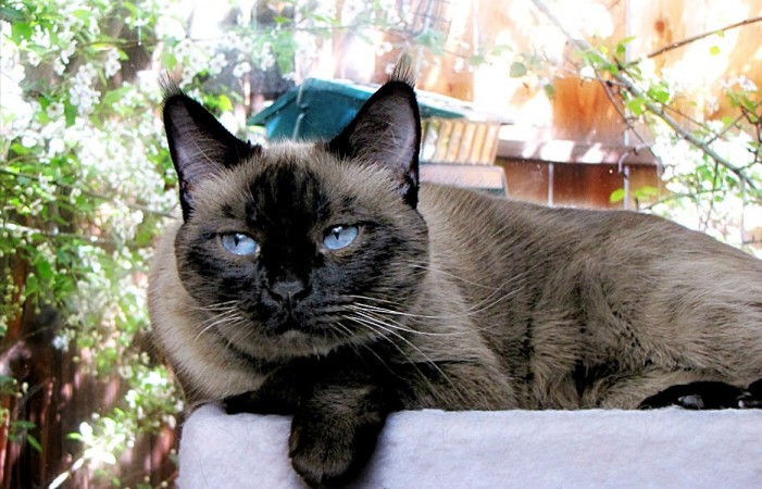 6 Charakterkatzen: Darum lieben wir sie so…