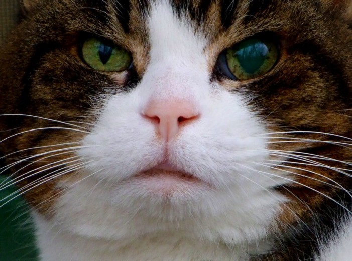 Hilfe bei Grauem Star: Auch für alte Katzen
