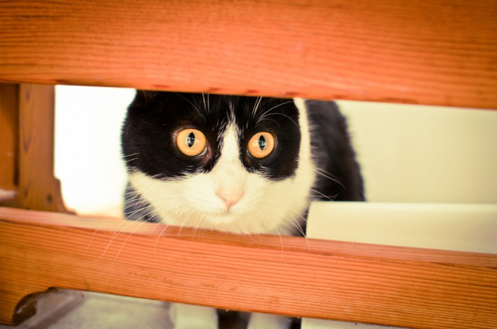 Meine Katze ist so zickig: So geht richtiges Streicheln