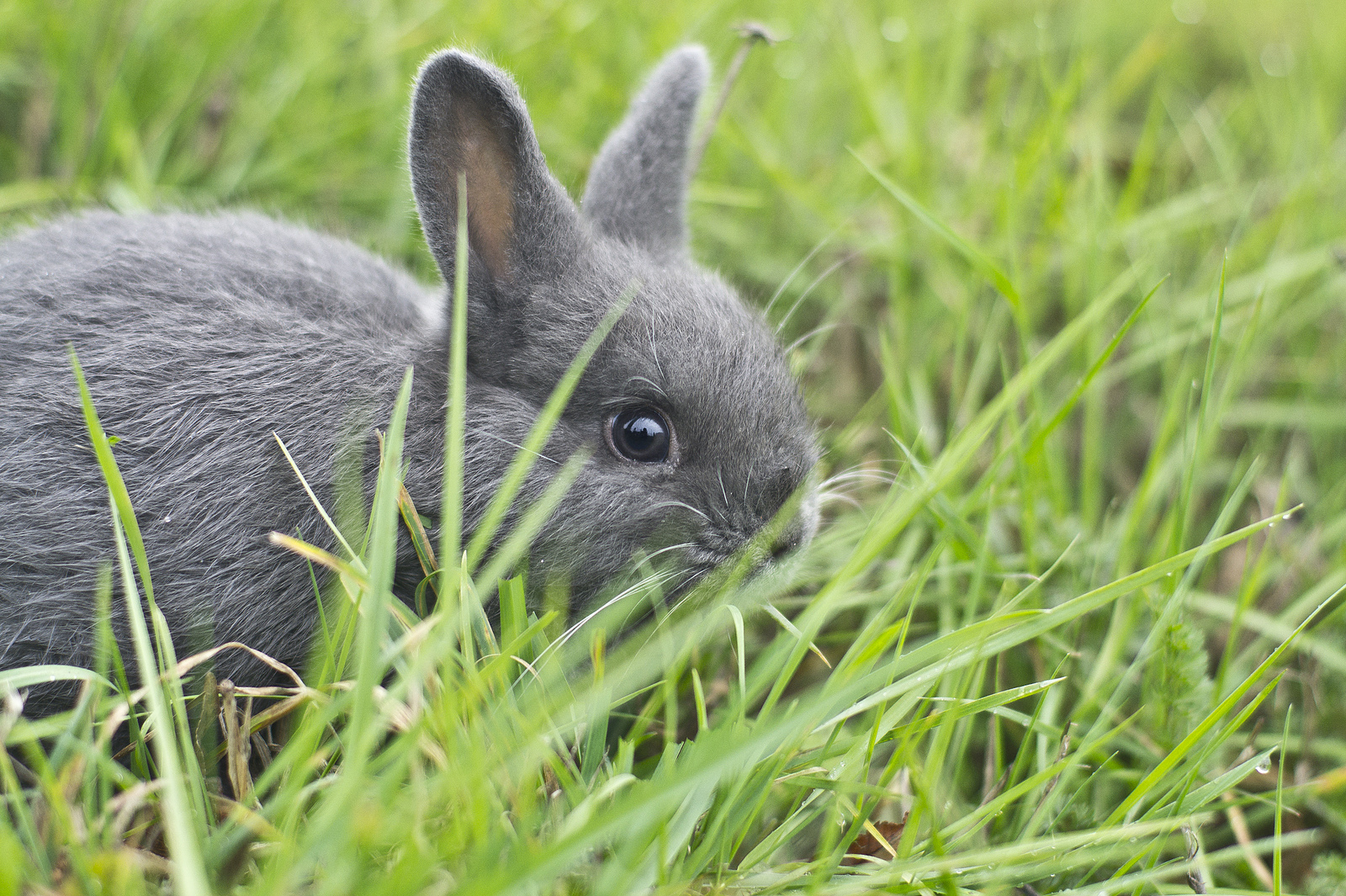 Henne bemuttert Katzenbabys: Der etwas andere Mutterinstinkt