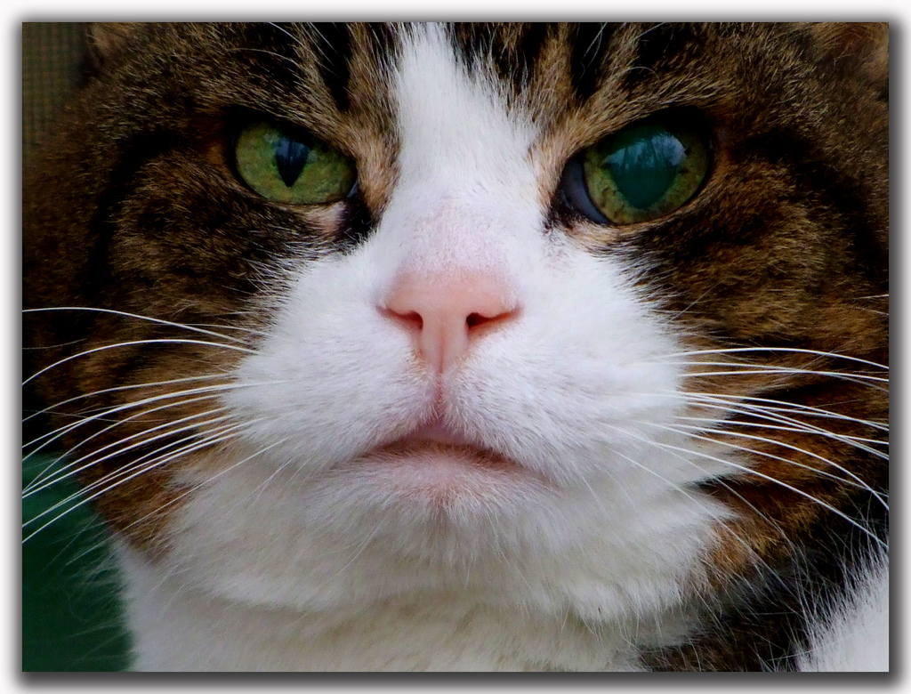 Europäische Kurzhaarkatze: Eleganz auf samtweichen Pfoten