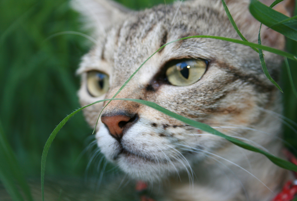 Urteil gegen vielfachen Katzenmörder