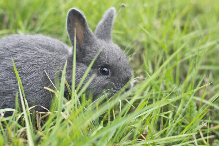 Wie heißt dein Kaninchen? Das verrät der Name über dich…