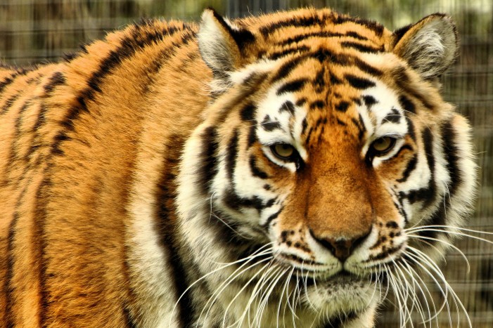 Bye bye Rasputin: Tiger unheilbar krank
