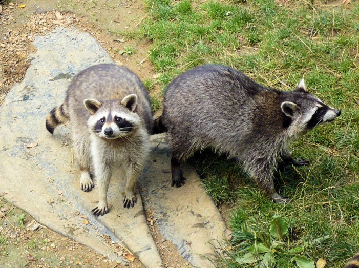 250 Zoo-Tiere auf Wohnungssuche: Das Ende eines Tierparks
