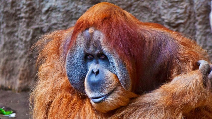 Orang Utan erschossen: Affenalarm in Duisburg