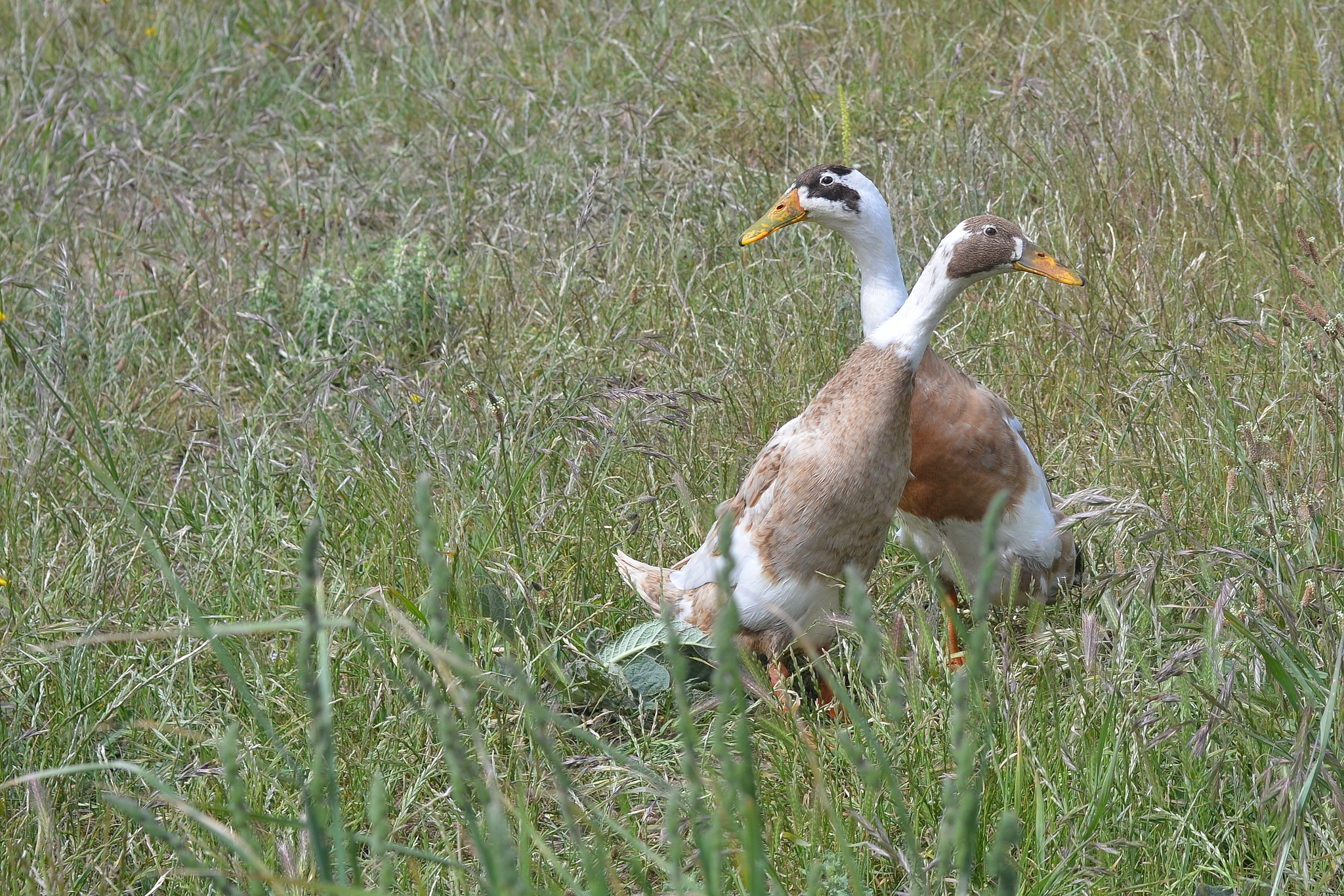 Enten füttern: Tierliebe mit tödlichem Ausgang