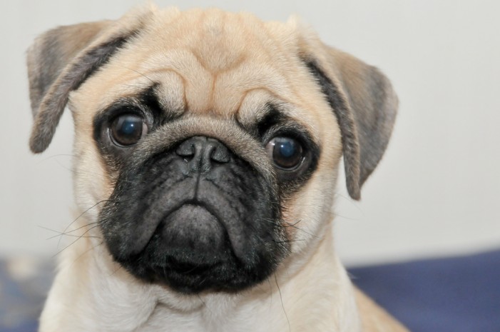 06. – 08.05.2016 “Hund und Katz” Messe in Dortmund